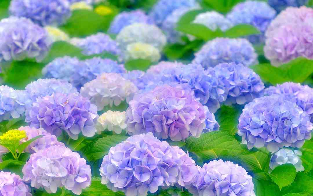 Cẩm tú cầu là loài hoa có nguồn gốc từ xứ sở hoa anh đào
