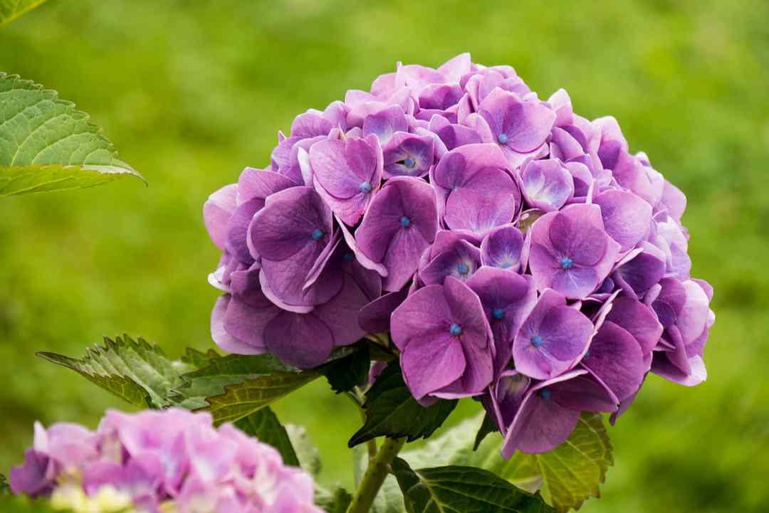 Hoa cẩm tú mang đến nhiều công dụng đặc biệt ít ai biết đến