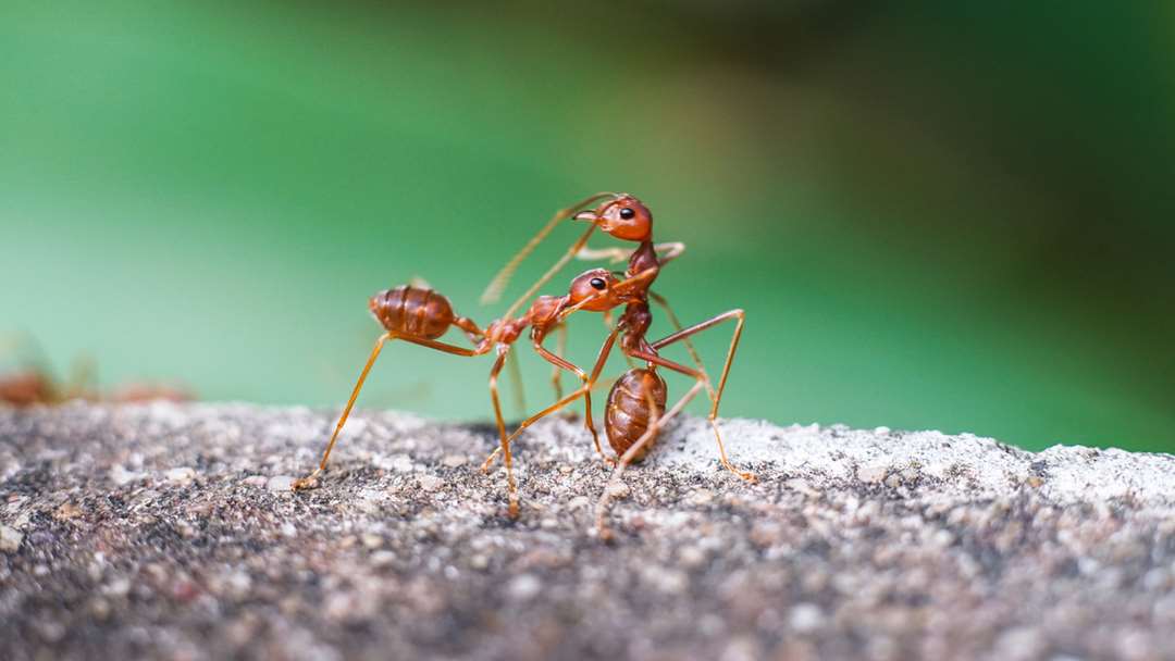 Hãy chủ động xử lý nhanh chóng vết đốt