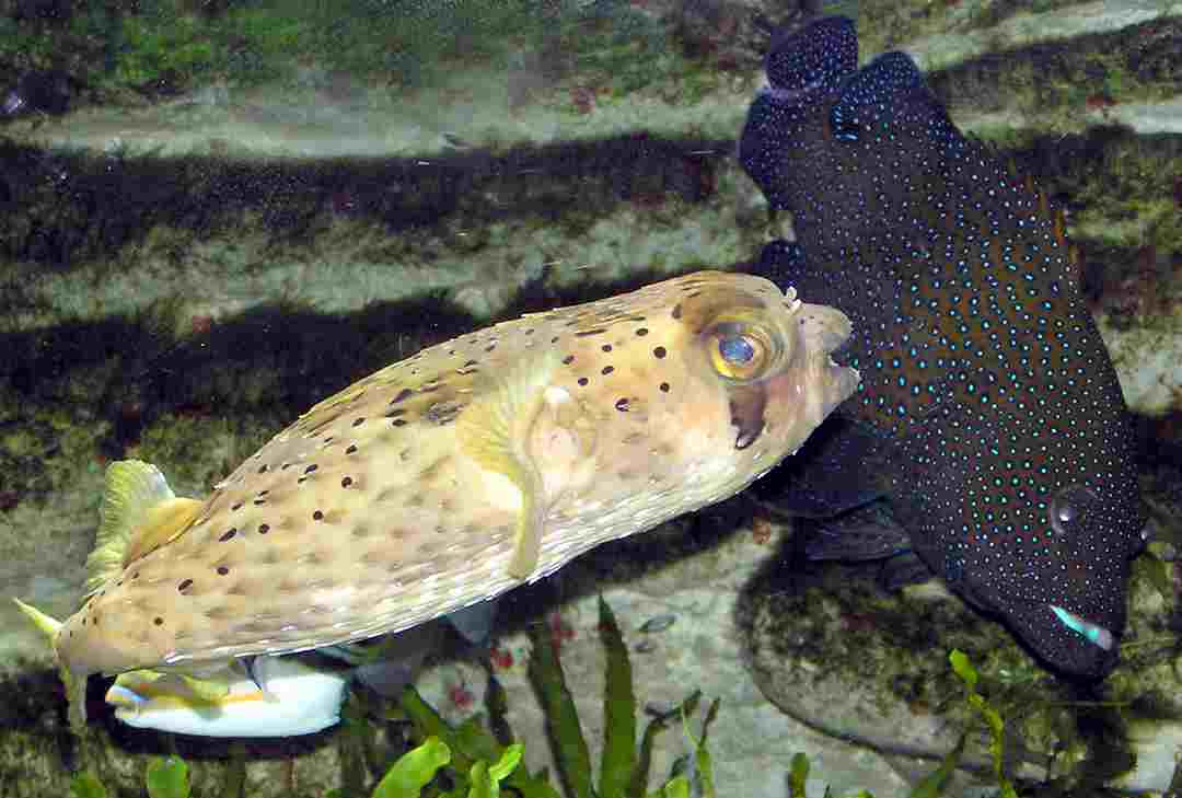 Porcupine Puffer với các gai nhỏ bao quanh khắp cơ thể