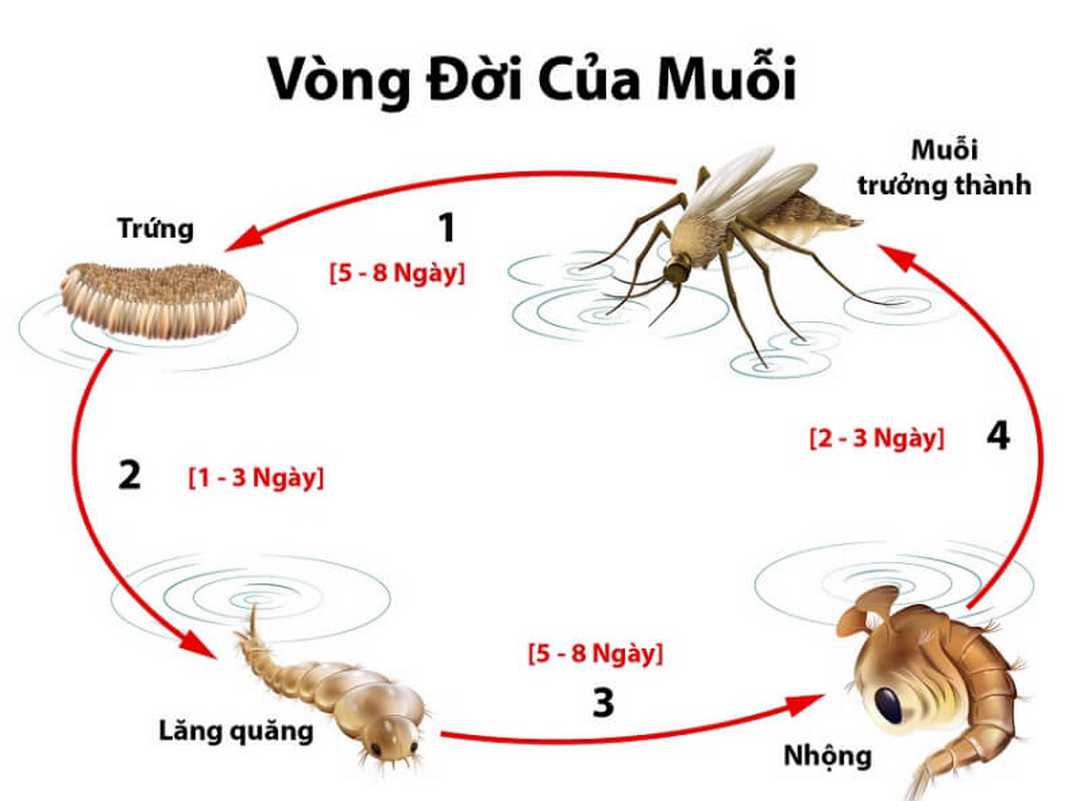 Vòng đời của một con muỗi