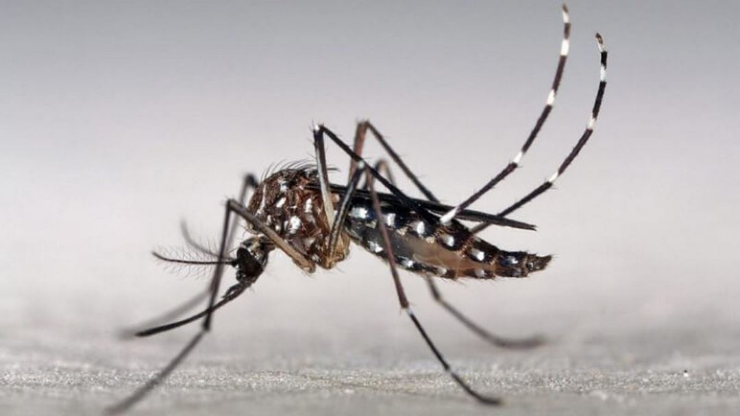 Muỗi Aedes (muỗi vằn) có những vằn đen trắng đặc trưng