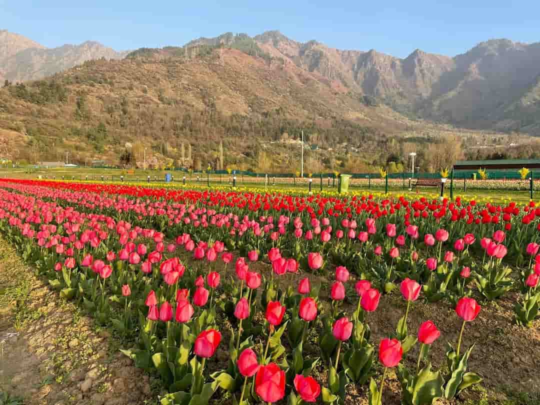 Hoa Tulip bắt nguồn ở nước nào?