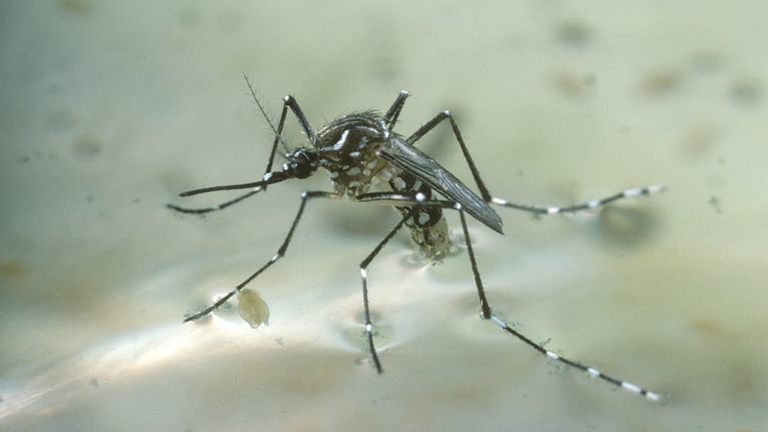 Loài muỗi Aedes (muỗi hoa) - Các loại muỗi thường gặp ở Việt Nam