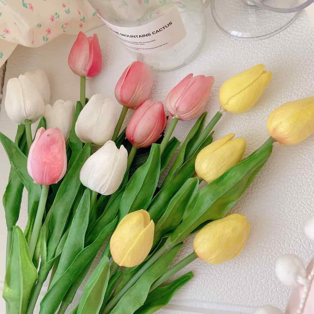 Hoa tulip màu trắng – sự tinh khiết