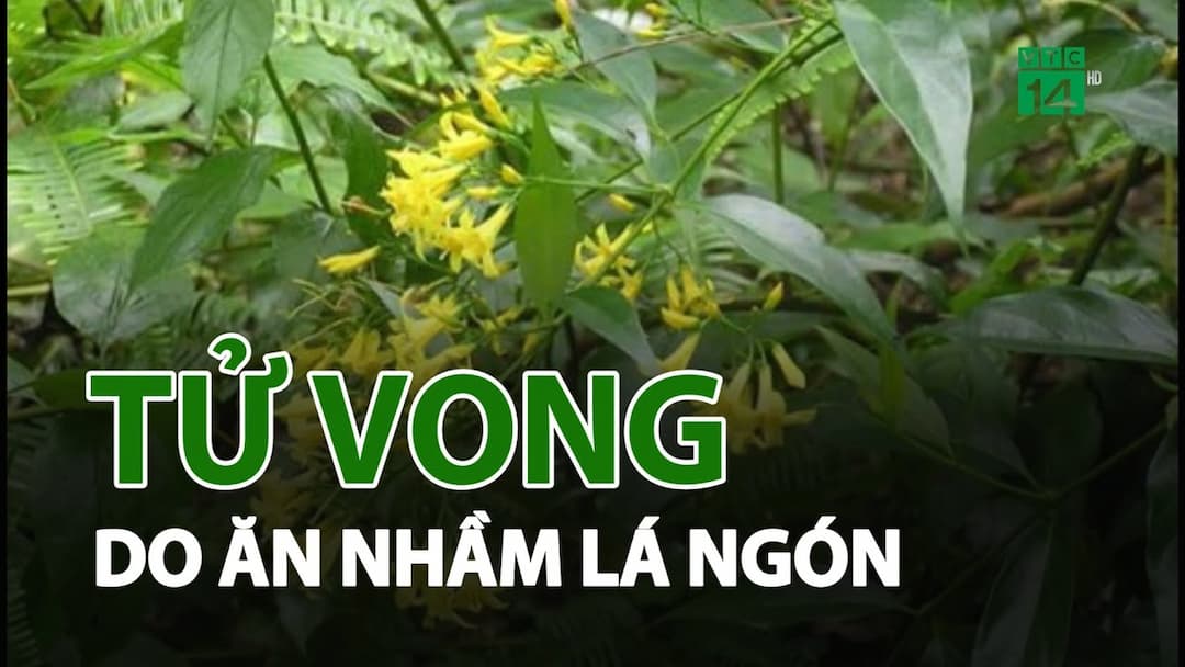 Xử lý khi ngộ độc lá ngón