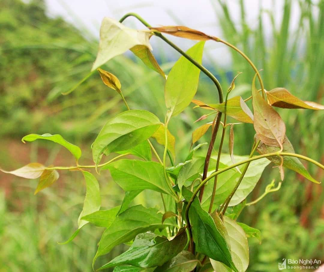 Ăn lá ngón có độc không, 3 lưu ý quan trọng