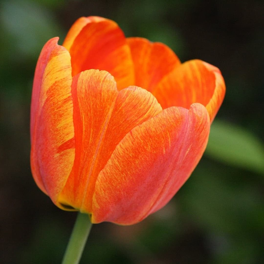 Hoa tulip cam - Các loại hoa Tulip