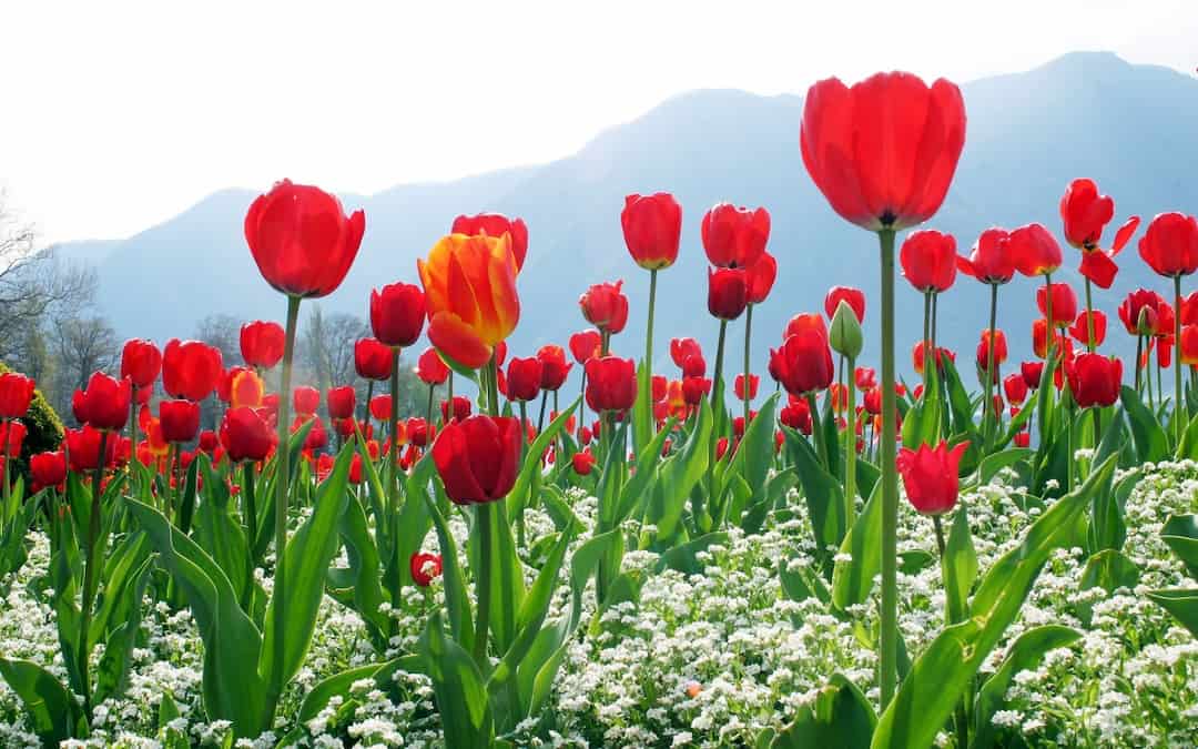 Hoa tulip đỏ - tượng trưng cho tình yêu vĩnh cửu