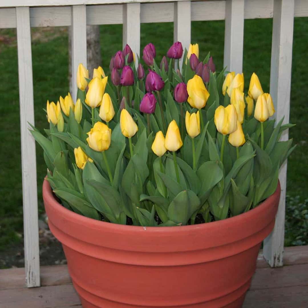 Chuẩn bị trồng hoa tulip