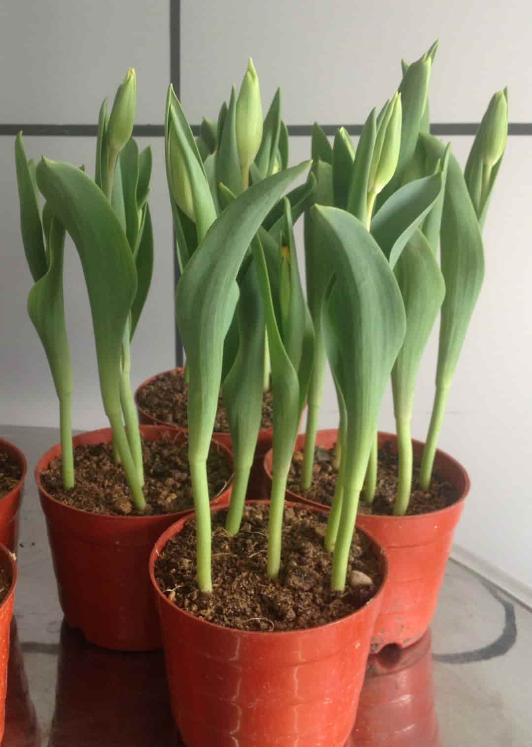 Cách trồng hoa tulip từ củ