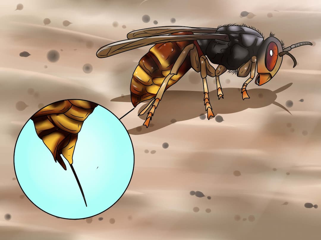 Cần làm gì khi ong vò vẽ đốt - Cách sơ cứu nhanh và hiệu quả