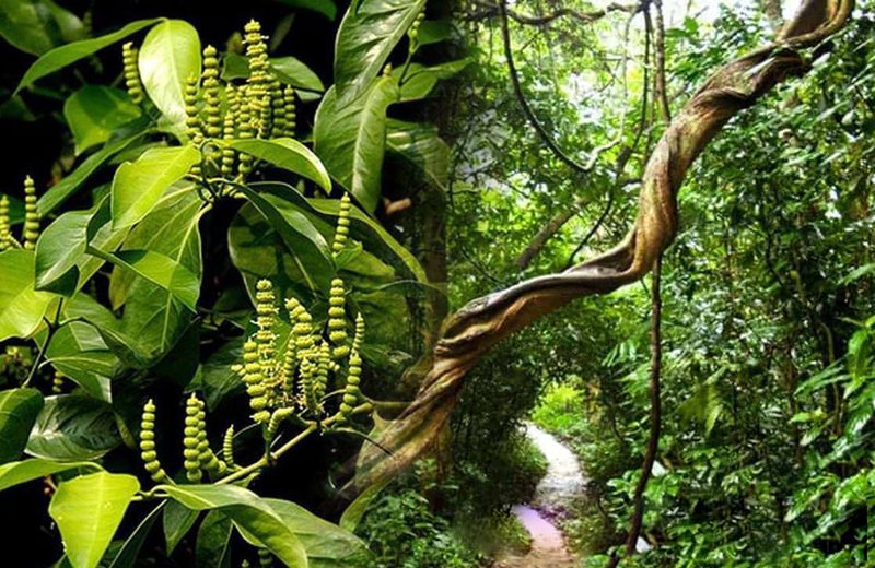 Những lưu ý cần biết khi sử dụng cao gắm