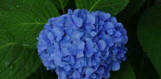 Cẩm tú cầu – Loài hoa mang nhiều ý nghĩa đặc biệt nhất Biết cách chăm sóc và trồng hoa để có những bông hoa xinh đẹp quanh năm