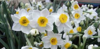 Hoa thủy tiên – Những thông tin hữu ích nhất về loài hoa Loài hoa quen thuộc mang nhiều ý nghĩa độc đáo khác nhau