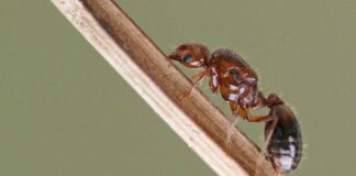 Kiến lửa và cách diệt kiến lửa tận gốc bạn nên biết Loài kiến sống theo bầy đàn và phổ biến nước ta