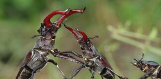 Bọ hung: Đặc điểm loài và vai trò sinh thái quan trọng Vai trò của bọ hung đối với hệ sinh thái là không thể phủ nhận
