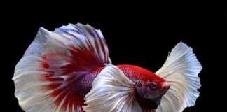 Cá đá – Một loại cá cảnh mang vẻ đẹp lung linh, sắc màu Cá đá rất được ưa chuộng với đa dạng màu sắc và chủng loại