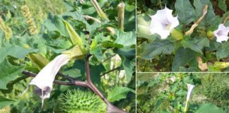 Cà độc dược – Bài thuốc dân gian quý giá từ thiên nhiên Cà lục dược có thể tìm kiếm dễ dàng ở các vùng hoang dã