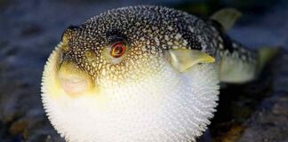 Cá nóc và những thông tin thú vị xoay quanh loài cá này Loài sinh vật biển có xương sống và có khả năng gây độc
