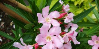 Cây trúc đào – Loài cây mang mãnh liệt cực đẹp mắt Trúc đào là loài cây xuất hiện và phân bố rộng rãi tại Việt Nam