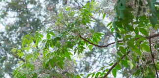 Cây xoan – Đặc điểm và cách phân biệt các giống xoan Các giống xoan phổ biến thường gặp hiện nay