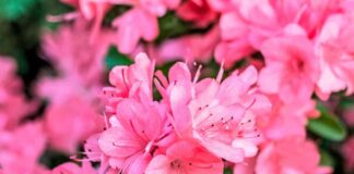 Đỗ Quyên: Nguồn gốc, ý nghĩa, cách trồng và chăm sóc Hướng dẫn cách trồng hoa Đỗ Quyên khá chi tiết