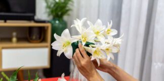 Hoa loa kèn – Ý nghĩa của loài hoa và cách trồng hoa Phải biết cách chăm sóc hoa để có được thành quả tốt nhất