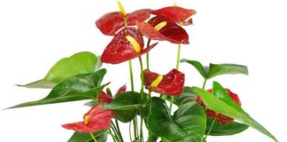 Hồng môn – Loài cây mang ý nghĩa của sự may mắn tài lộc Hồng môn là loài cây có nguồn gốc từ lâu đời tại Colombia