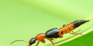 Kiến ba khoang – tìm hiểu về loài côn trung độc hại này Kiến ba khoang là loại côn trùng có nhiều ở nước ta