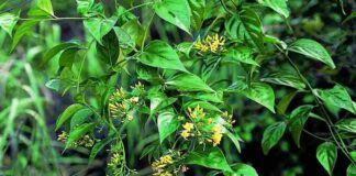 Lá ngón – Loài cây “tử thần” tại vùng núi phía Tây Bắc Lá ngón là thực vật dạng thân leo, màu xanh đến dài 12m