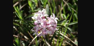 Nguyên hoa và các bài thuốc điều trị bệnh lý hữu ích Nguyên hoa từ xa xưa đã trở thành vị thuốc độc đáo tại Trung Quốc