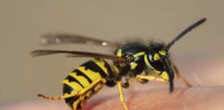 Ong vò vẽ – Thông tin thú vị về loài ong nguy hiểm này Loài ong độc gây nguy hiểm đến tính mạng con người