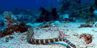 Rắn biển – Tìm hiểu về đặc điểm của sinh vật biển khơi Rắn từ biển vô cùng nhút nhát và muốn tránh xa những sinh vật khác