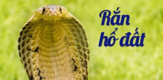 Rắn hổ đất sống ở đâu? Nhận biết rắn hổ đất như thế nào? Loài bò sát không chân, chúng thường di chuyển bằng bụng