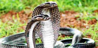 Rắn hổ mang – Phân loại, đặc điểm sinh học và độc tính Tất cả những loài rắn này đều mang trong mình nọc độc