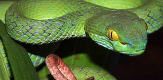 Rắn lục đuôi đỏ – Loài động vật có tính sát thương cao Rắn lục đuôi đỏ hầu như thường xuyên gặp phải