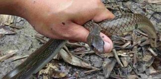 Rắn ráo – Đặc điểm sinh học, phân bố và vai trò của loài Một loài rắn khá quen thuộc ở những vùng thuộc Đông Nam Á