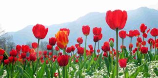 Tulip – Loài hoa mang vẻ đẹp kiêu sa với nhiều ý nghĩa Loài hoa kiêu sa, chinh phục mọi tâm hồn yêu hoa