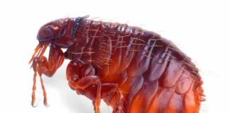 Bọ chét là gì? Đặc điểm và những tác hại cho sức khỏe Bọ chét sống ký sinh trên người vật nuôi và hút máu để sống