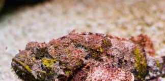 Cá mặt quỷ: Đặc điểm sinh học và những món ăn đặc sắc Cá mặt quỷ được người ta nhìn thấy đầu tiên vào năm 1801