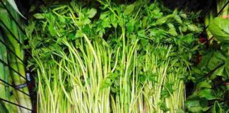 Cần nước – Loại rau mang lại thật nhiều lợi ích cho sức khỏe Cần nước sống nhiều ở vùng đất bùn có nhiều nước, khí hậu mát mẻ