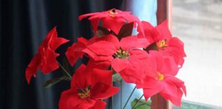 Cây trạng nguyên: Ý nghĩa, cách trồng và chăm sóc hiệu quả Khi trồng cây cần chăm sóc kỹ lưỡng để cây phát triển tốt