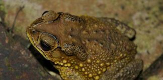 Con cóc: Đặc điểm sống và sinh sản, cách chế biến thịt cóc Con cóc thuộc loài ếch nhái với lớp da sần sùi và tiếng kêu to