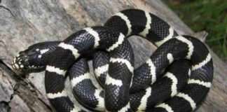 Rắn cạp nia: Đặc điểm, tập tính sống và mức độ nguy hiểm Rắn cạp nia là loài ăn thịt với nọc độc vô cùng nguy hiểm