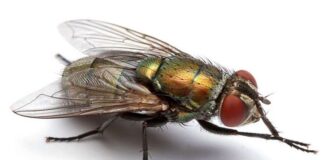 Ruồi trâu: Đặc điểm, giai đoạn phát triển và tác hại Ruồi trâu thường ký sinh trên gia súc và sống ở nơi mất vệ sinh