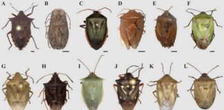 Bọ xít – Loại vật được sử dụng làm Đông Trùng Hạ Thảo Có rất nhiều loại bọ xít khác nhau về đặc điểm và màu sắc