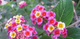 Cây ngũ sắc – Một vị thuốc quen thuộc giúp chữa nhiều bệnh Cây ngũ sắc thể hiệný nghĩa phong thuỷ rất tích cực đến con người