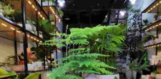 Cây thuỷ tùng – Đặc điểm và cách chăm sóc đúng cách Thuỷ tùng mang một ý nghĩa hết sức tích cực và tốt đẹp