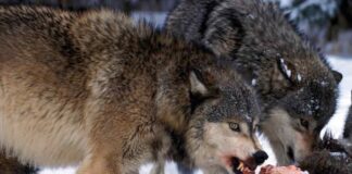 Chó sói – Loài thú hung hãn có bản năng săn mồi bậc nhất Chó sói là loài to lớn nhất trong các loài có răng nanh